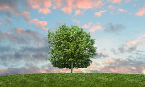 Nos pasamos a la energía verde