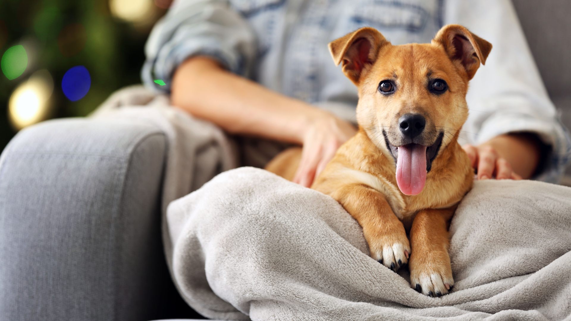 Animales de compañía y enfermedades respiratorias: Beneficios y consideraciones