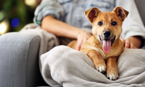 Animales de compañía y enfermedades respiratorias: Beneficios y consideraciones